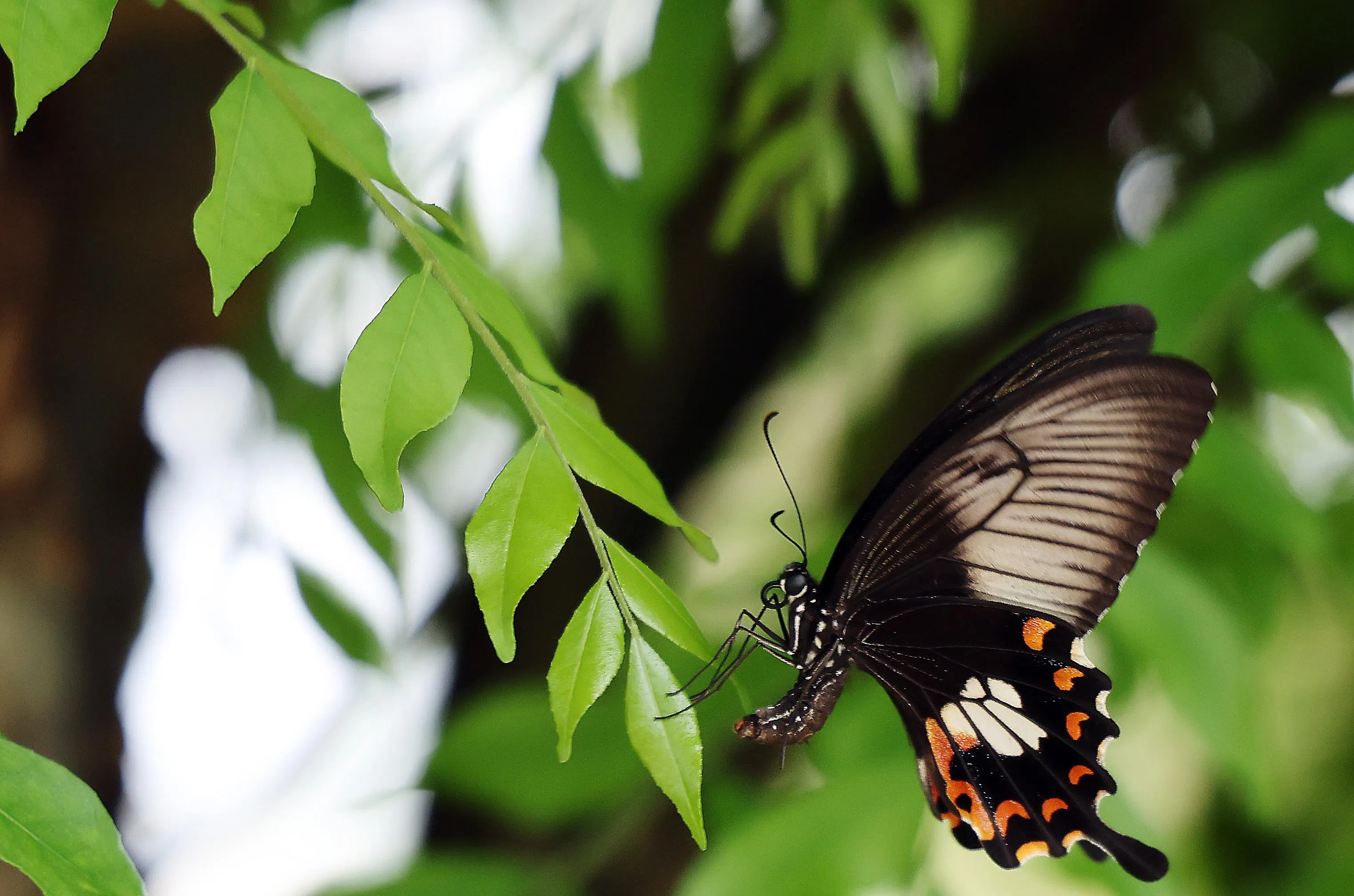 自动对焦系统反应快，捕捉到蝴蝶飞过的瞬间。（谢智扬摄）