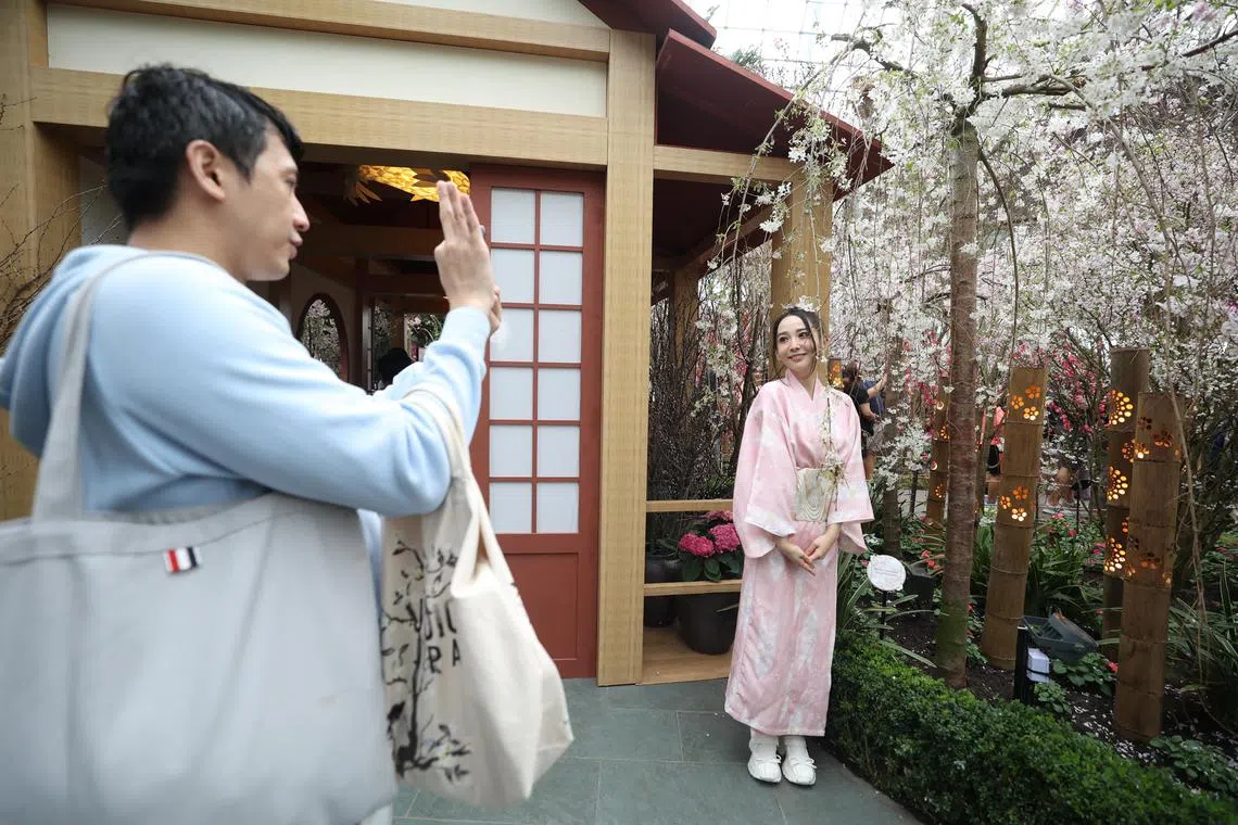 滨海湾花穹是全球热带地区唯一能让访客一次欣赏众多樱花品种的地方，樱花展自2016年举办以来，已吸引超过200万名游客。（郑一鸣摄）