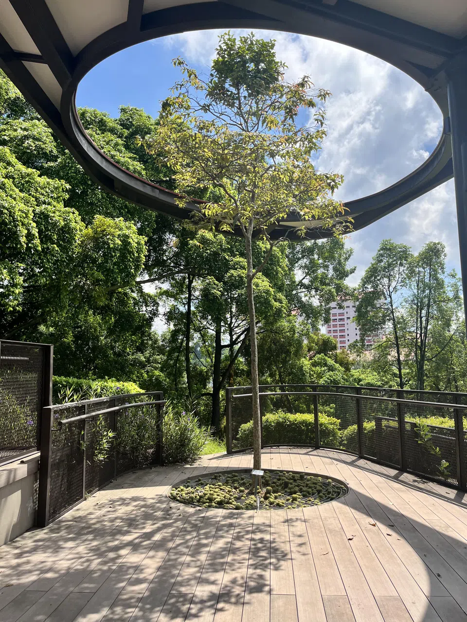 武吉巴督邻里公园的多花紫薇，独特的园景设计让人忍不住驻足。（陈映蓁摄）