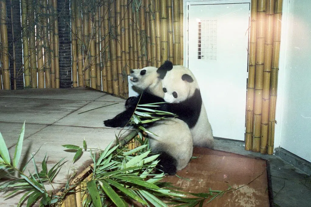 定格百年：大熊猫南下小住 狮城备温控新居