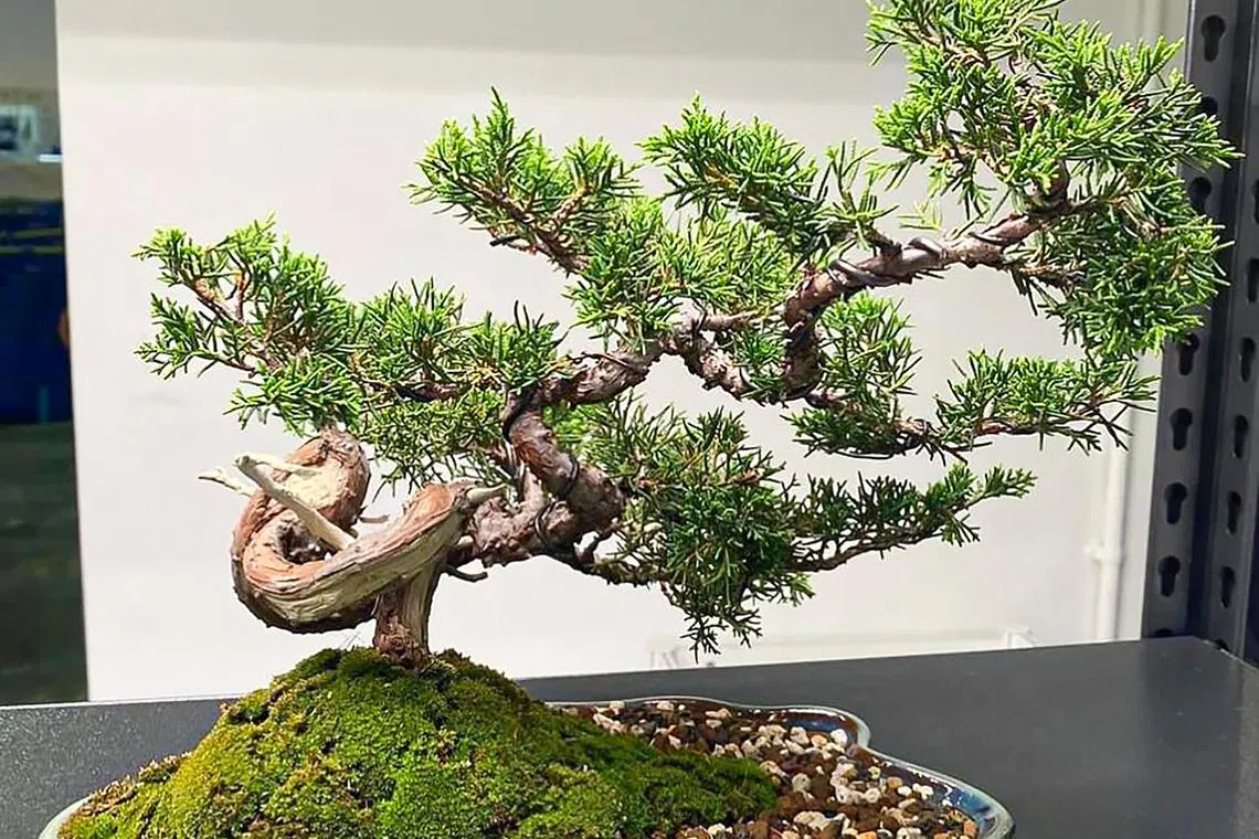 展会特别邀请日本盆栽大师亲临现场，传授种植盆栽的技艺。（受访者提供）