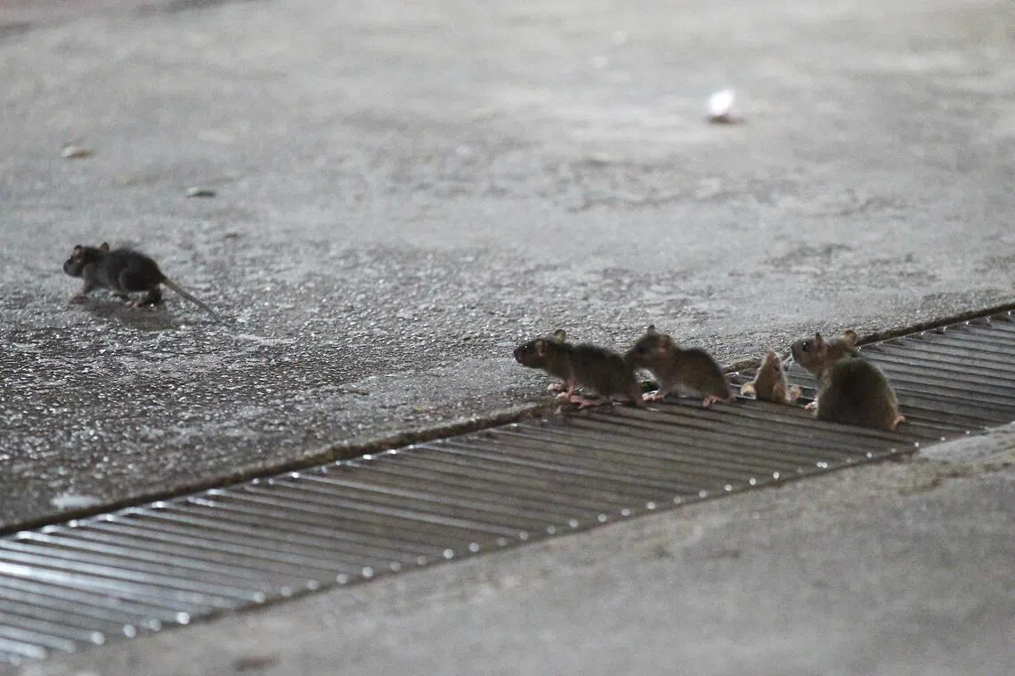 物业经理须主动采取有效的鼠患防控措施，改善整体的清洁水平，以杜绝鼠踪。（档案照片）