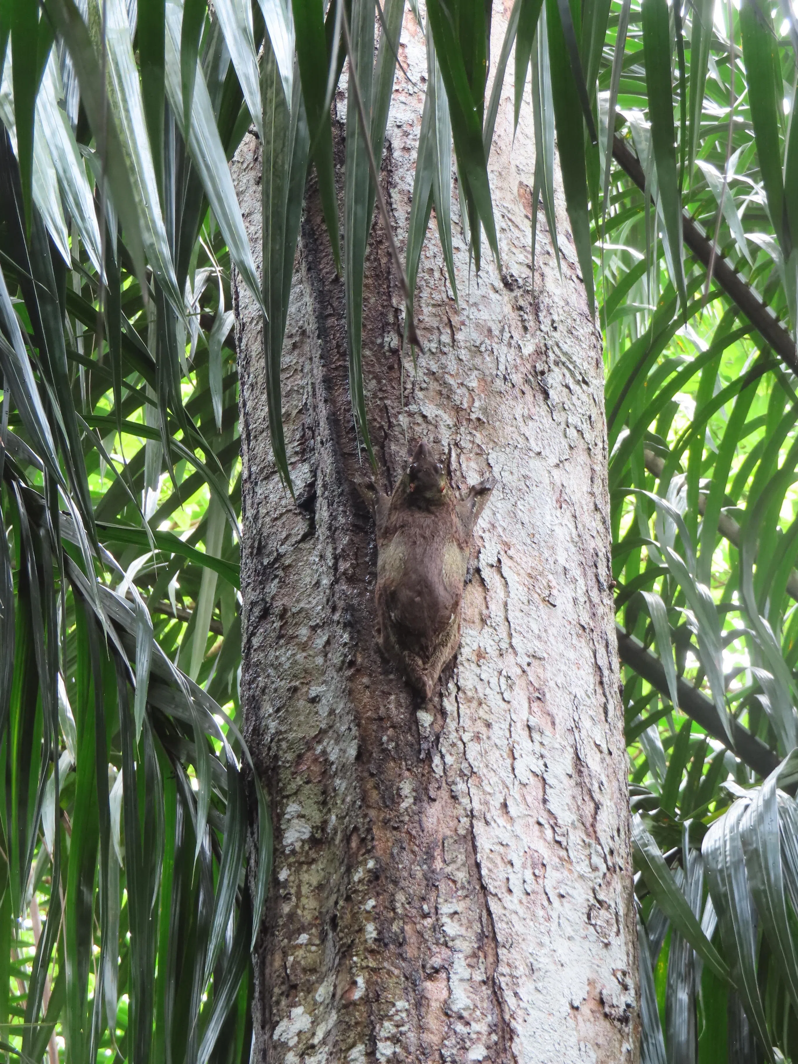 马来亚飞狐猴善于爬树，也能以皮膜滑翔，一般在夜间活动。（Tembusu Asia Consulting提供）