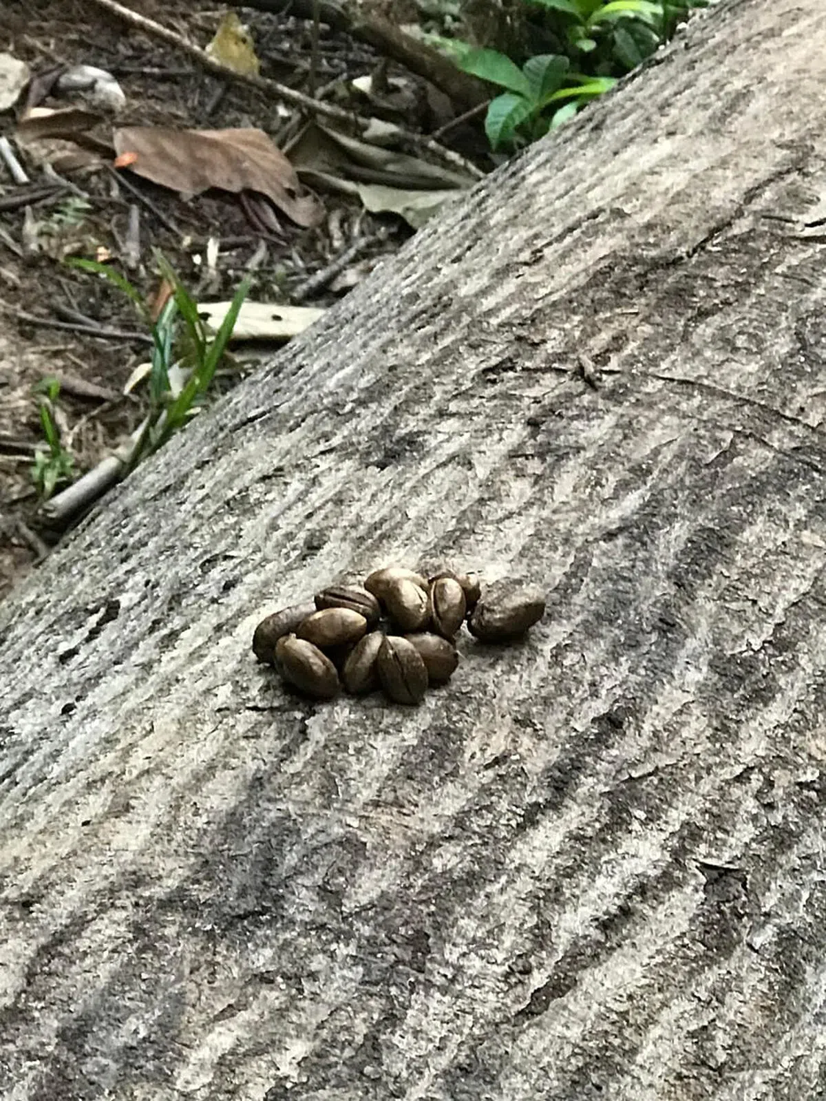 倒下了的合欢树树桩上有麝猫的粪便。