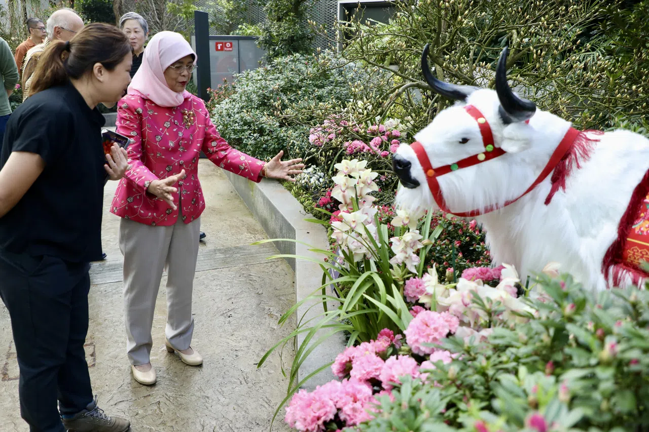 前总统哈莉玛（左二）受邀为花卉展主持开幕。滨海湾花园植物冷室助理处长李小仪（左一）向哈莉玛介绍杜鹃花。花展上也展示高原动物牦牛的模型。（陈心媛摄）