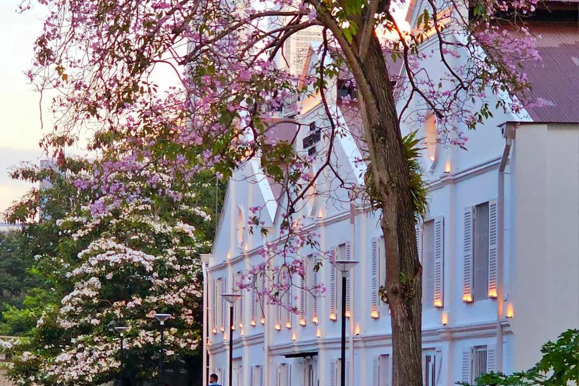 仓库酒店前，风铃木花朵盛开。（冰秀摄）
