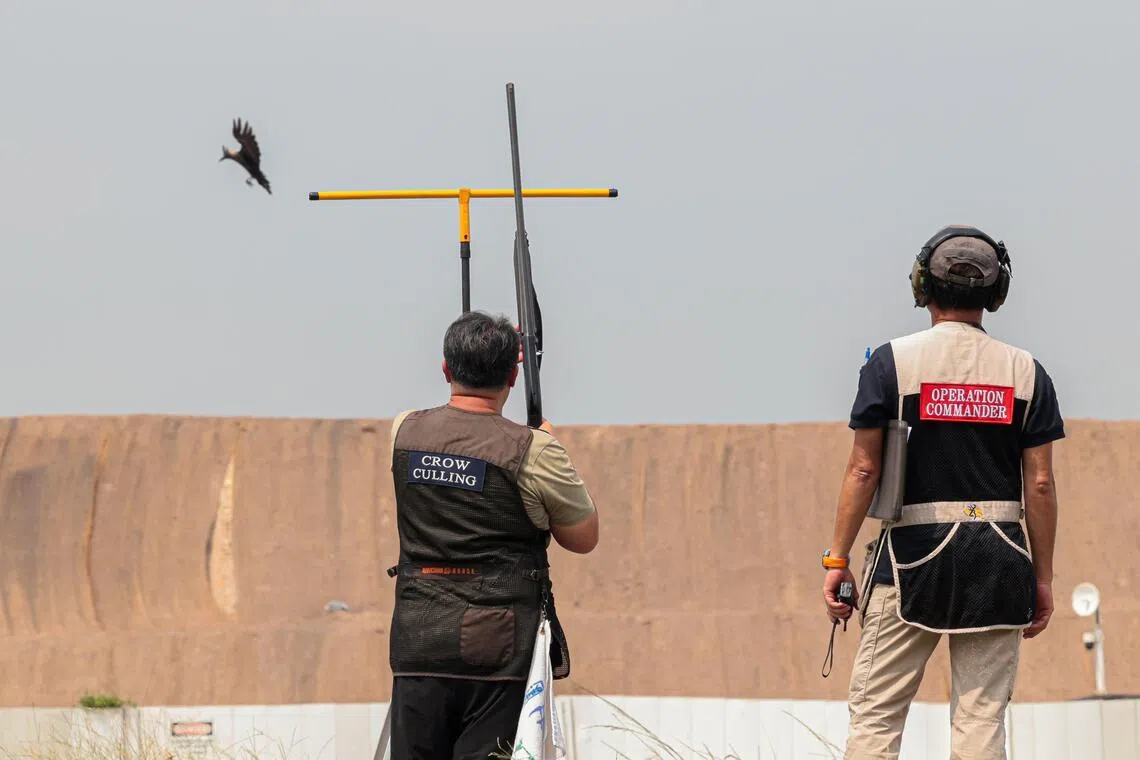 公园局野生动物管理与外展处长苏泽斌说，射杀行动还在初期阶段，目前没有射手被乌鸦攻击的担忧，但乌鸦非常聪明，适应力也强，未来可能学会识别射手，因此当局也会关注这方面的安全事宜。（李冠卫摄）