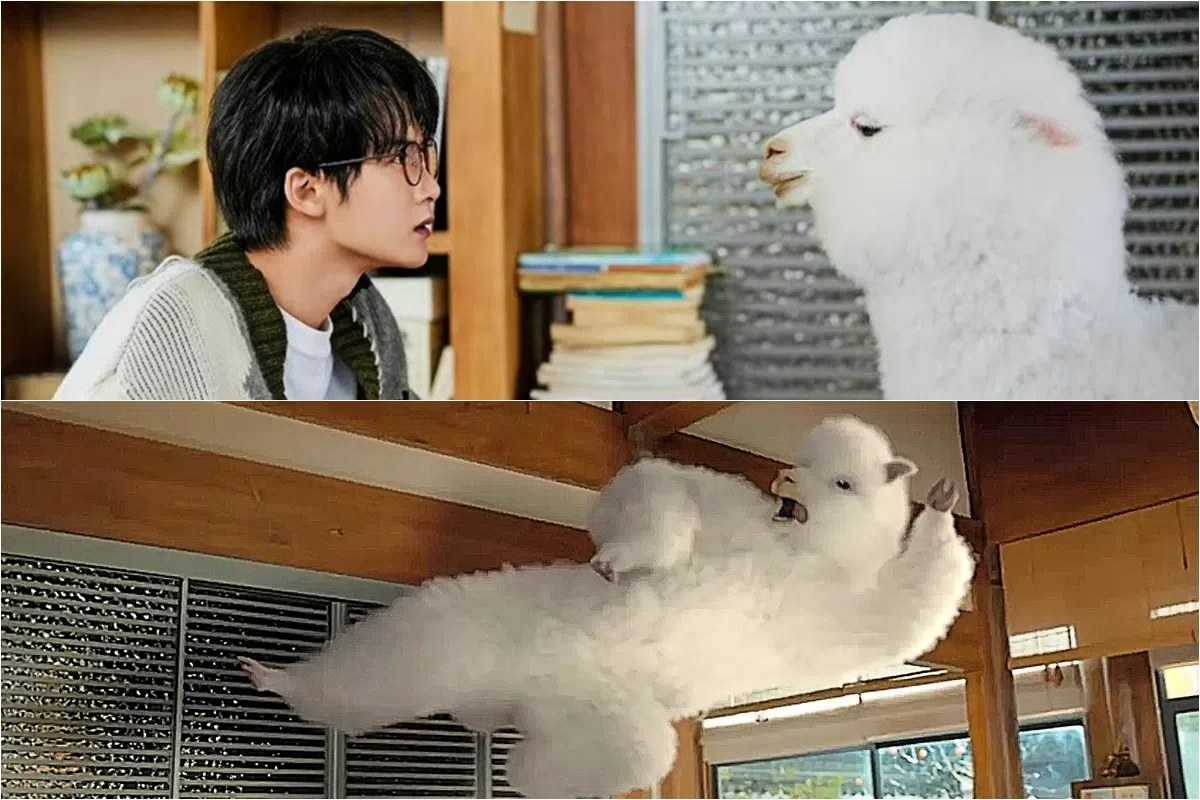 苏橙橙一次变身羊驼到唐奇（檀健次饰，上图左）家门口（上图），后来羊驼还上演一段飞踢唐奇的搞笑戏码（下图）。（互联网）