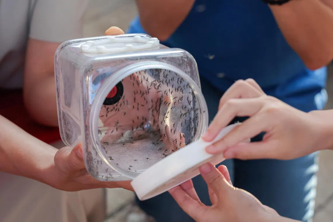 全球暖化料增加感染骨痛热症的风险，国家环境局力求到今年底，把伊蚊绝育试验计划覆盖范围增至80万户家庭，相等于全国半数家庭，压制骨痛热症的传播。（档案照片）