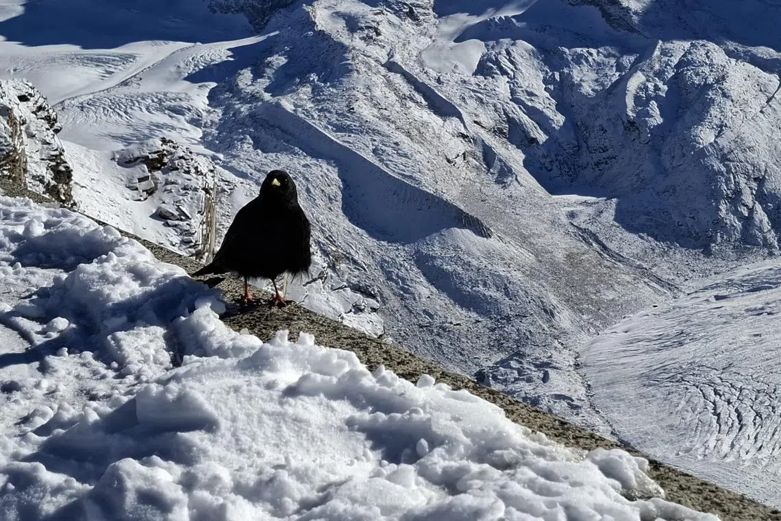 戈内格拉特的独白。（余宁摄）