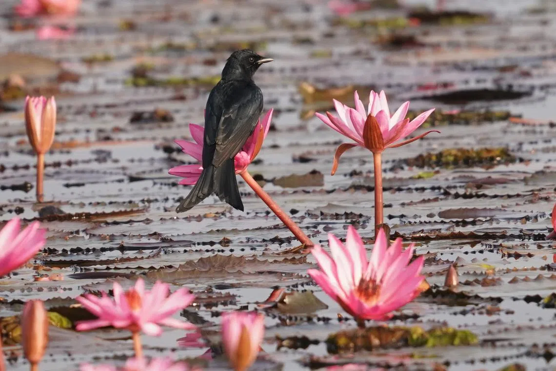 黑卷尾（Black Drongo）停在一朵红莲上。（梁金菊摄）