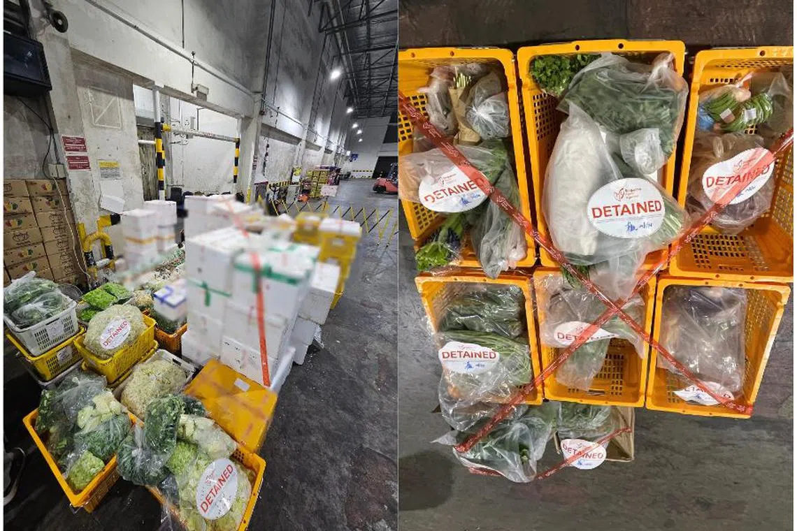 检查发现，两辆卡车有未申报和少申报的产品，所有非法进口的蔬果已被起获并扣押。（新加坡食品局提供）