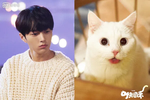 金明洙在《快过来》中饰演不时会变成人类的猫。                （互联网）