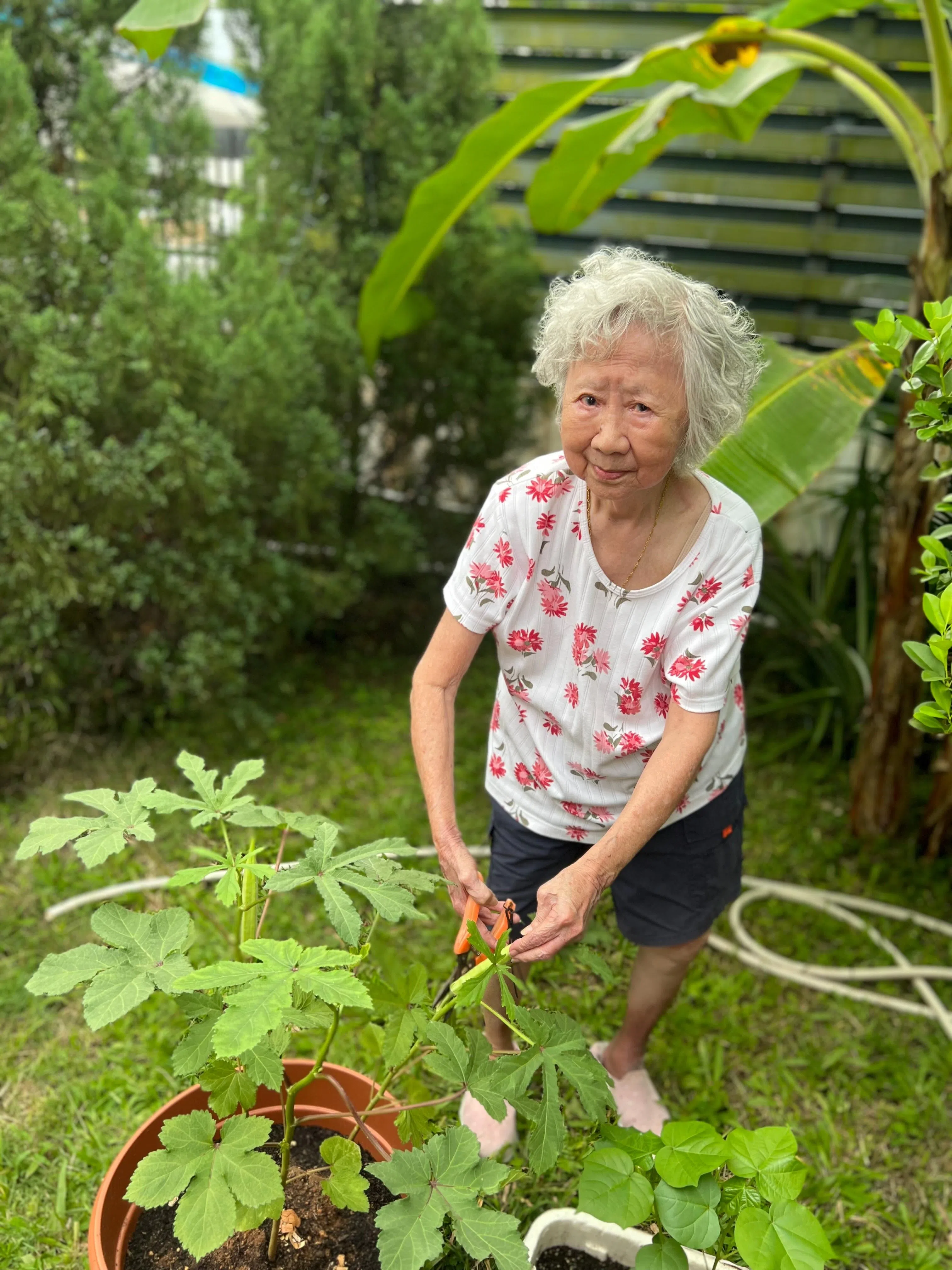 黄巧明医生一家人会帮助阿嫲采收家里种的香蕉、酸柑、羊角豆，让她的生活继续充实、快乐。（受访者提供）