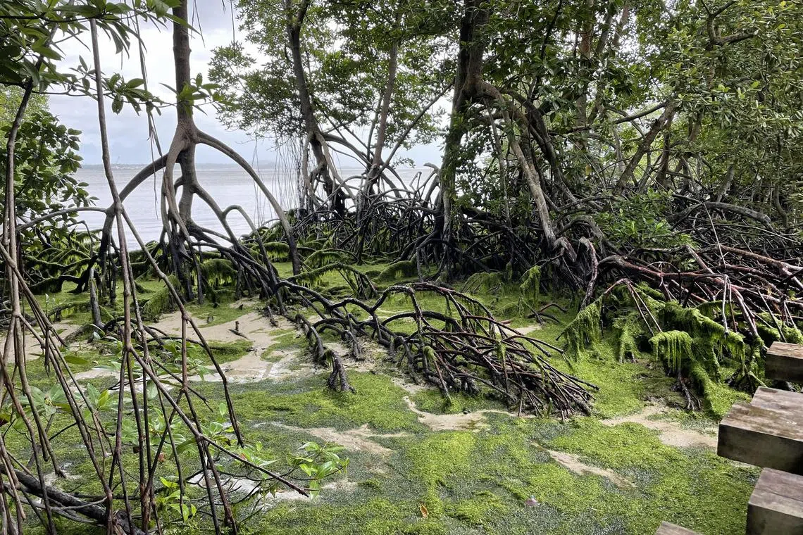 红树林可以作为有效的防卫海岸措施，避免海岸线受侵蚀。图为仄爪哇的红树林。（受访者提供）