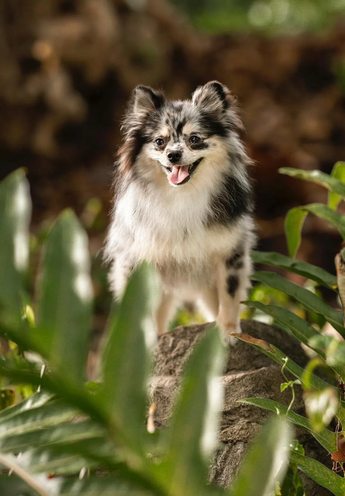 Truffle（受访者提供）