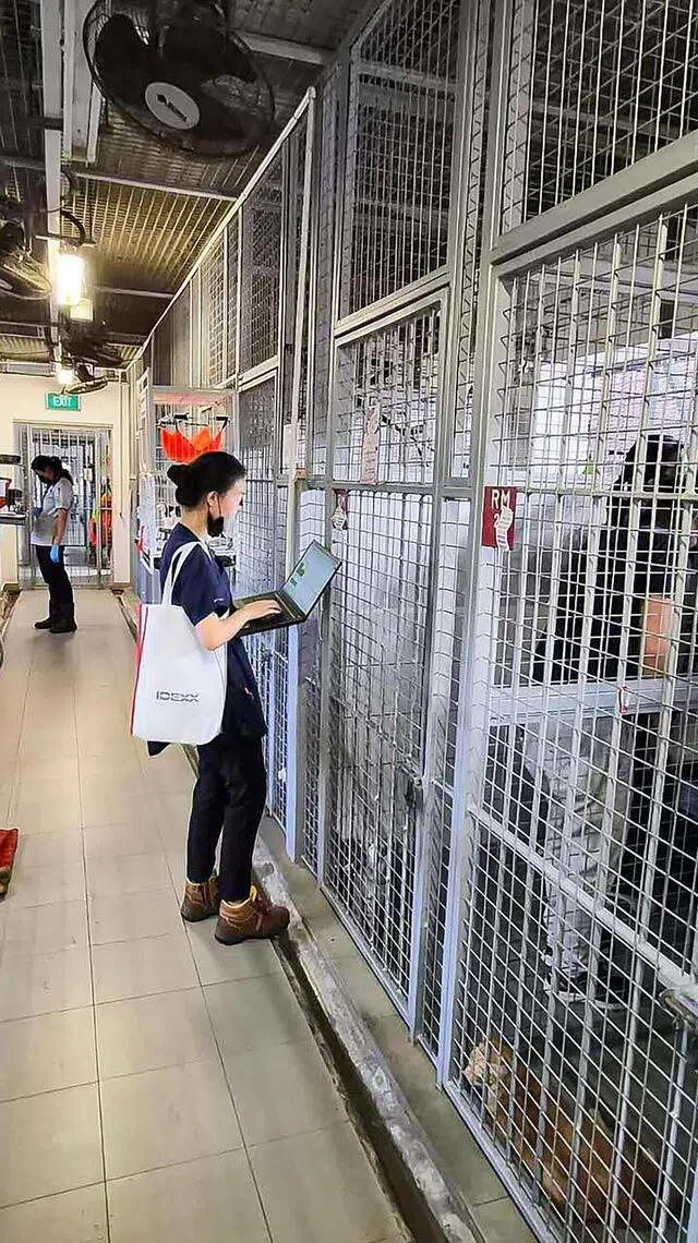 动物与兽医事务组和新加坡兽医协会的兽医合作，在去年12月22日为动物热爱者协会收容的所有猫儿植入了微芯片。（国家公园局提供）