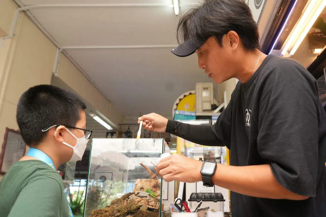 小学生梁俊泽（左）酷爱蚂蚁，不断向店主叶瀚询问各种饲养蚂蚁的问题。（谢智扬）