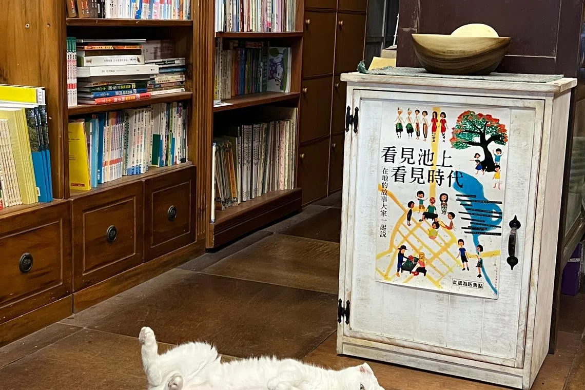 池上书局的猫成了书店的活招牌。（叶孝忠摄）