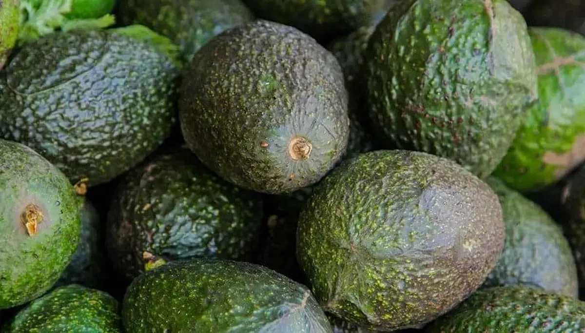 台湾在2017年帮助洪都拉斯进行牛油果种苗繁殖。（互联网）