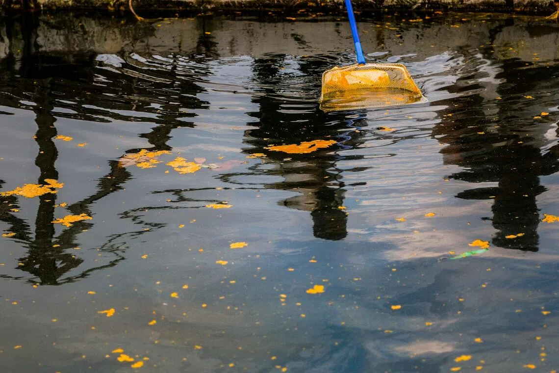 巴西古当甘榜巴西布爹棕榈油泄漏，影响柔佛巴西古当甘榜巴西布爹附近的沿海水域。油污清理工作在进行中，大部分棕榈油已被清理干净。（马新社）