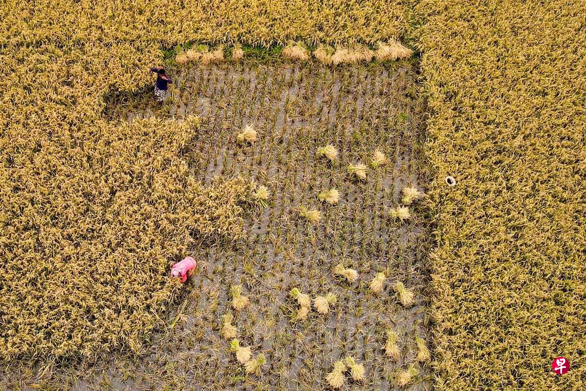 世界粮食价格指数5月份飙升至2011年以来最高水平| 联合早报