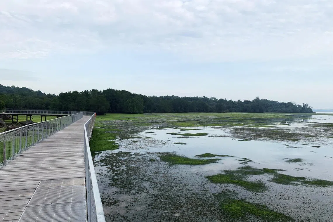 本地约228公里长的海岸线，大约26％部署了以大自然为基础的应对方案。（受访者提供）