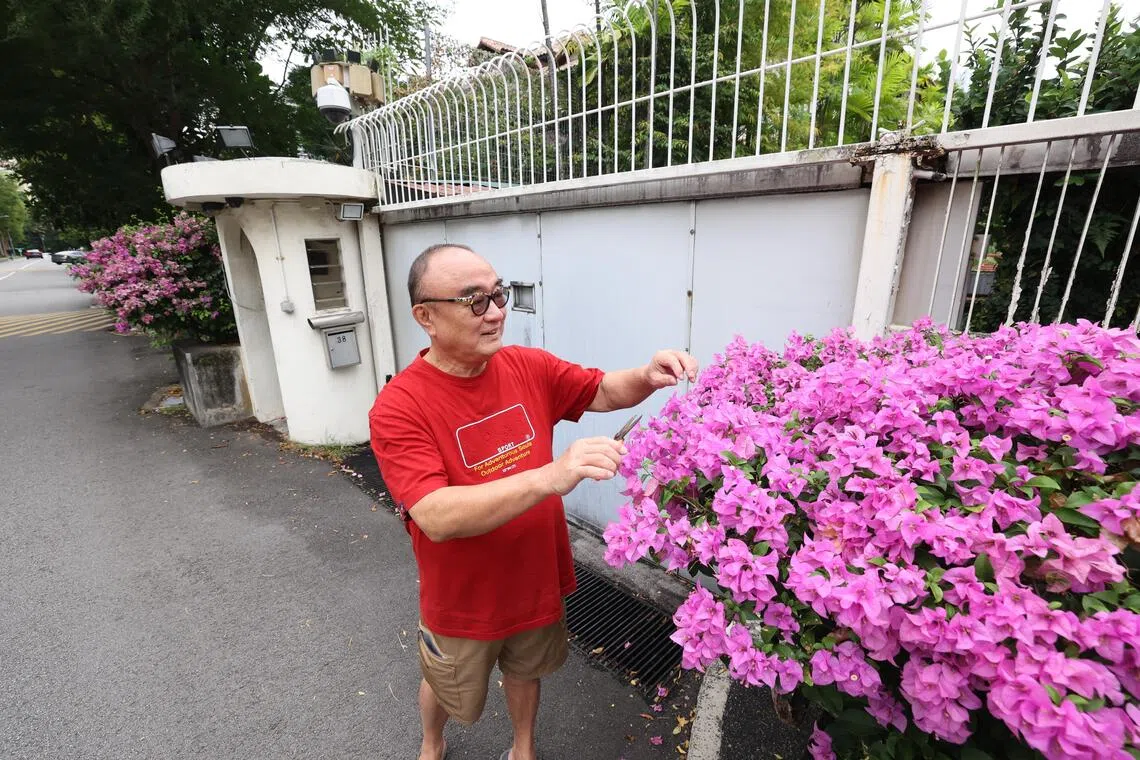 居住在欧思礼路40号的叶宝林说，欧思礼路38号外的九重葛因为无人打理，有一度几乎全部枯萎。他不忍心看到建国总理李光耀故居外场景变得如此荒凉，便定期帮忙修剪和施肥，让九重葛再次绽放娇艳。（何家俊摄）