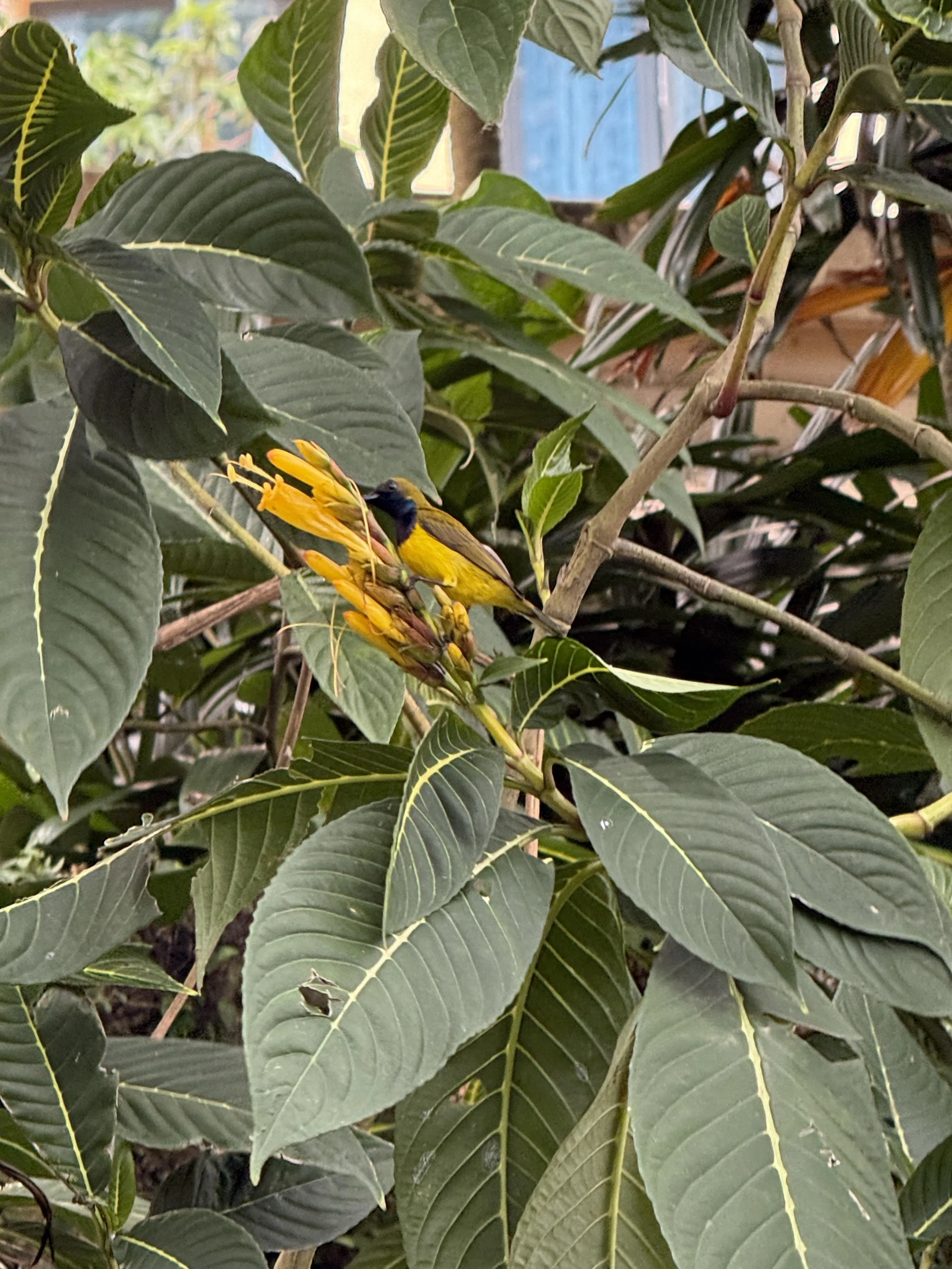 小巧灵活的黄腹花蜜鸟提醒人们：放慢节奏才能留意周遭环境中的小惊喜。（陈映蓁摄）