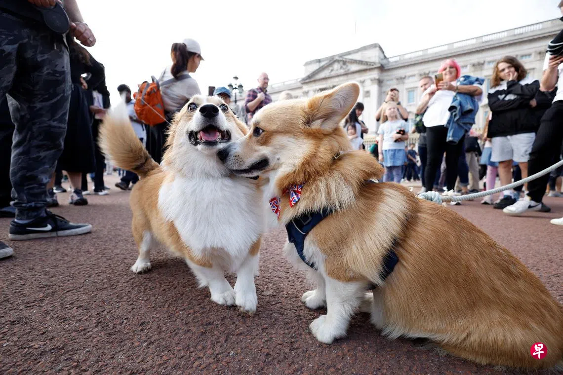 英女王钟爱的柯基犬有什么你不知道的小秘密？ | 联合早报
