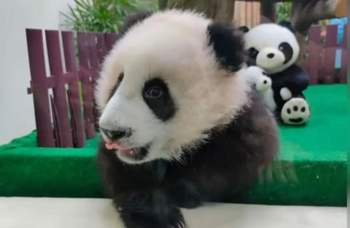 “靓靓”诞下的第三胎熊猫宝宝于四个月大的时候，可以站立并行走几步。（马来西亚国家动物园面簿视频截图）