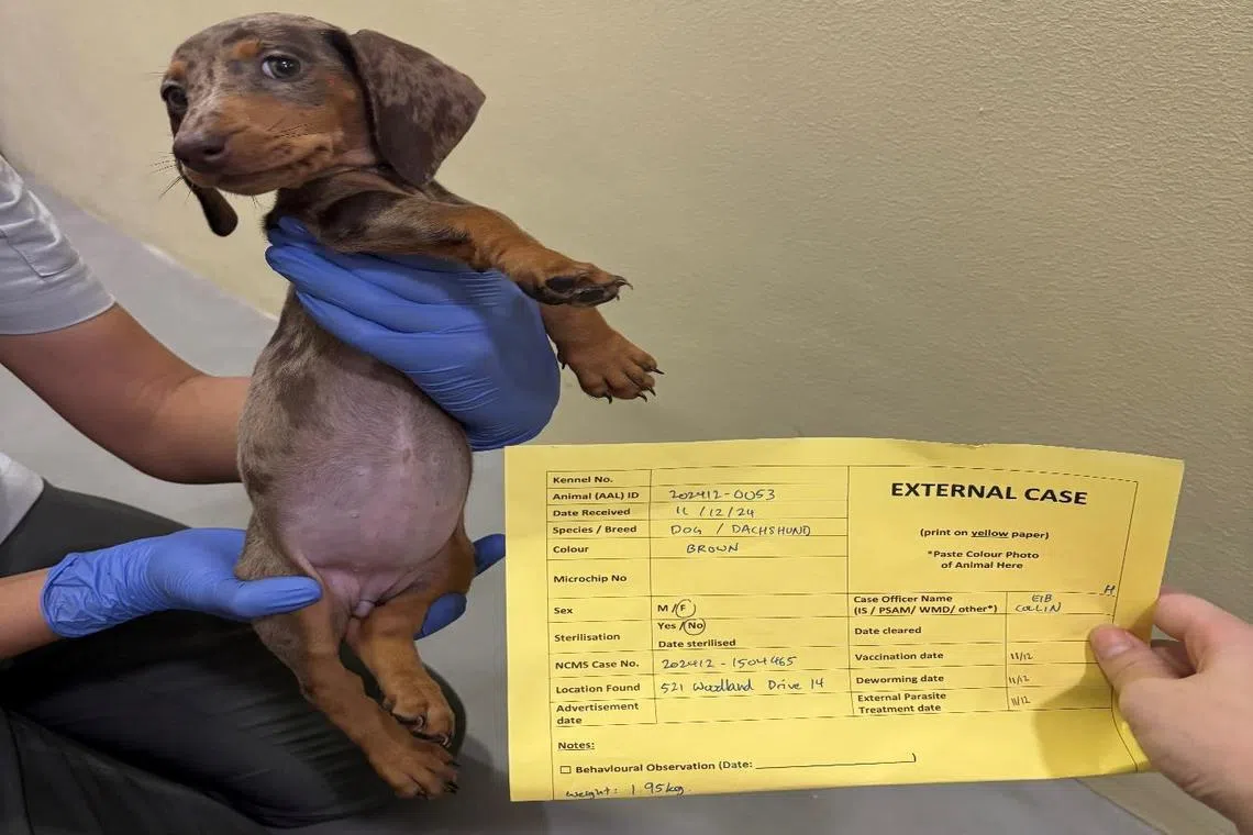 被告因为找不到图中小狗的接收人，直接把它丢在组屋楼下。（国家公园局提供）