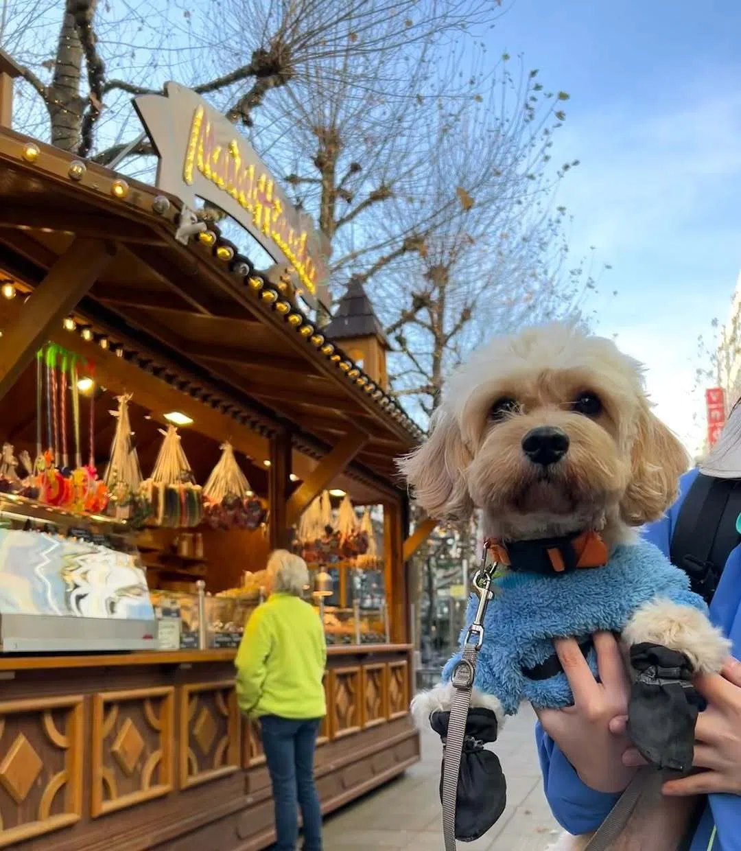 Fluffy曾到多个欧洲国家旅行，包括法国、德国、意大利、斯洛文尼亚、捷克和奥地利。图为它在德国城市斯图加特。（受访者提供）