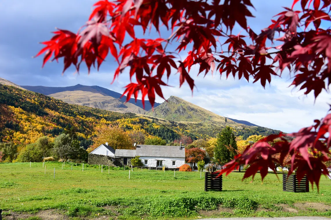 在金黄的世界偶见红枫，为大地添彩。（李选楼摄）