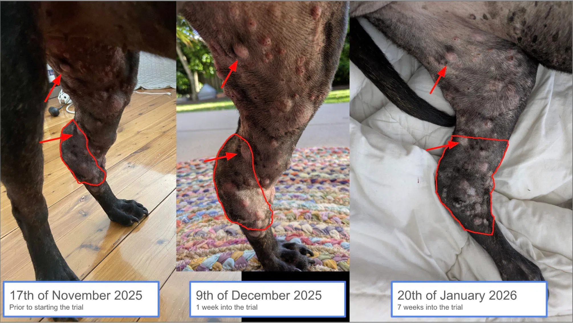 罗茜接受mRNA疫苗治疗前后的肿瘤对比图。左图为治疗前，红色标记区域显示巨大的主要肿瘤。中图为治疗开始一周后，肿瘤开始出现初步的形态改变。右图为治疗七周后，肿瘤体积明显缩小。（取自康宁汉社媒X）