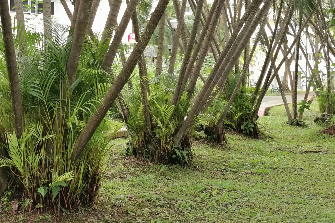 终将成为一片椰林的散尾葵。（夏心摄）