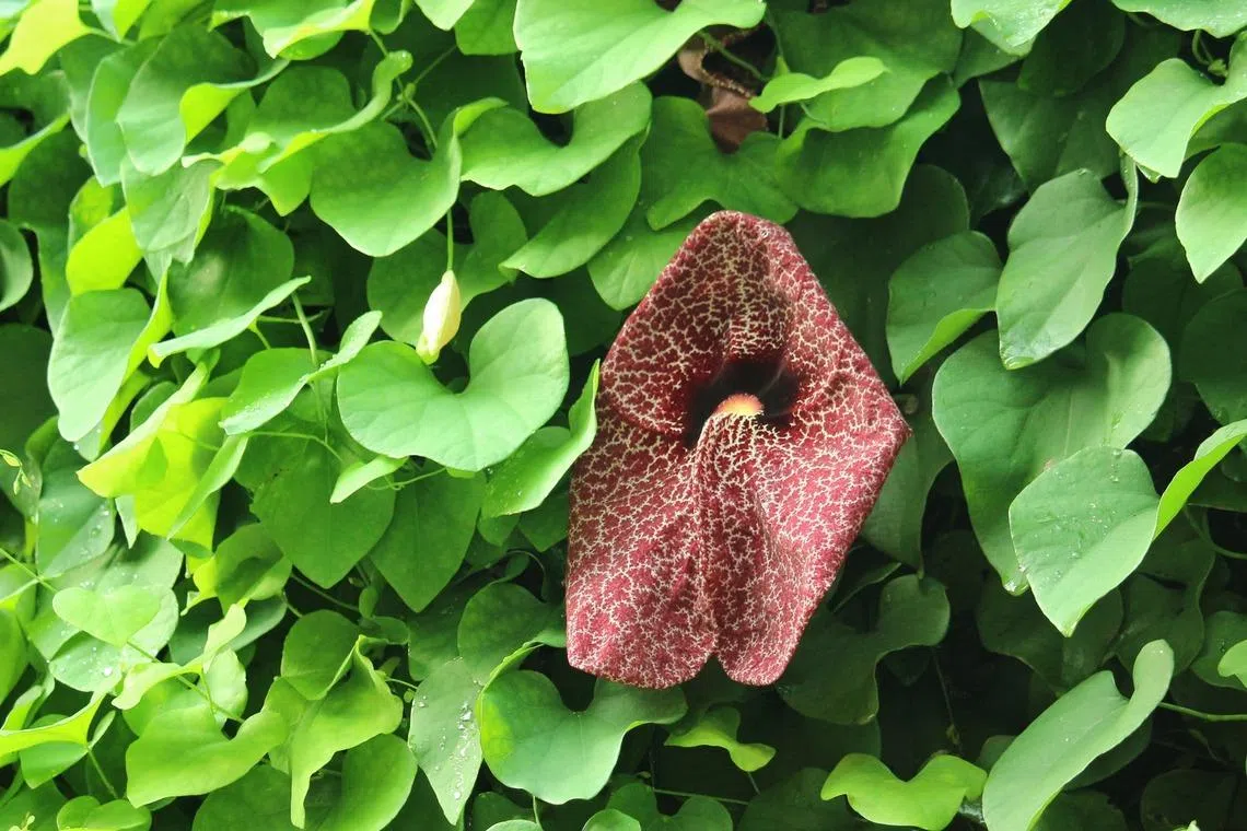 大花马兜铃基部膨大像鹈鹕嘴，俗称鹈鹕花。（夏心摄）
