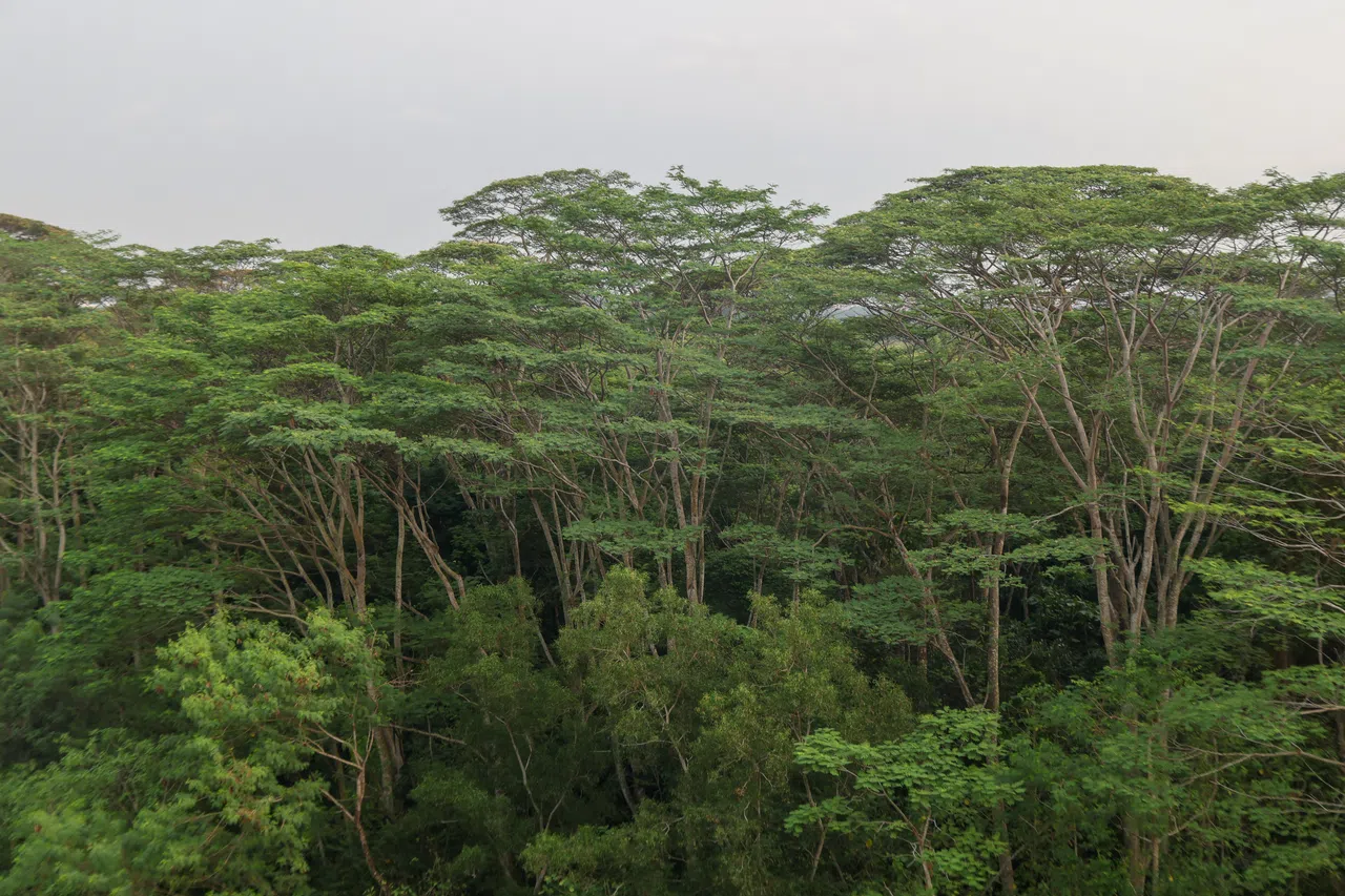 位于实里达快速公路与汤申路上段交界处东南方的太戈尔树林（Tagore Forest）。（张俊杰摄）