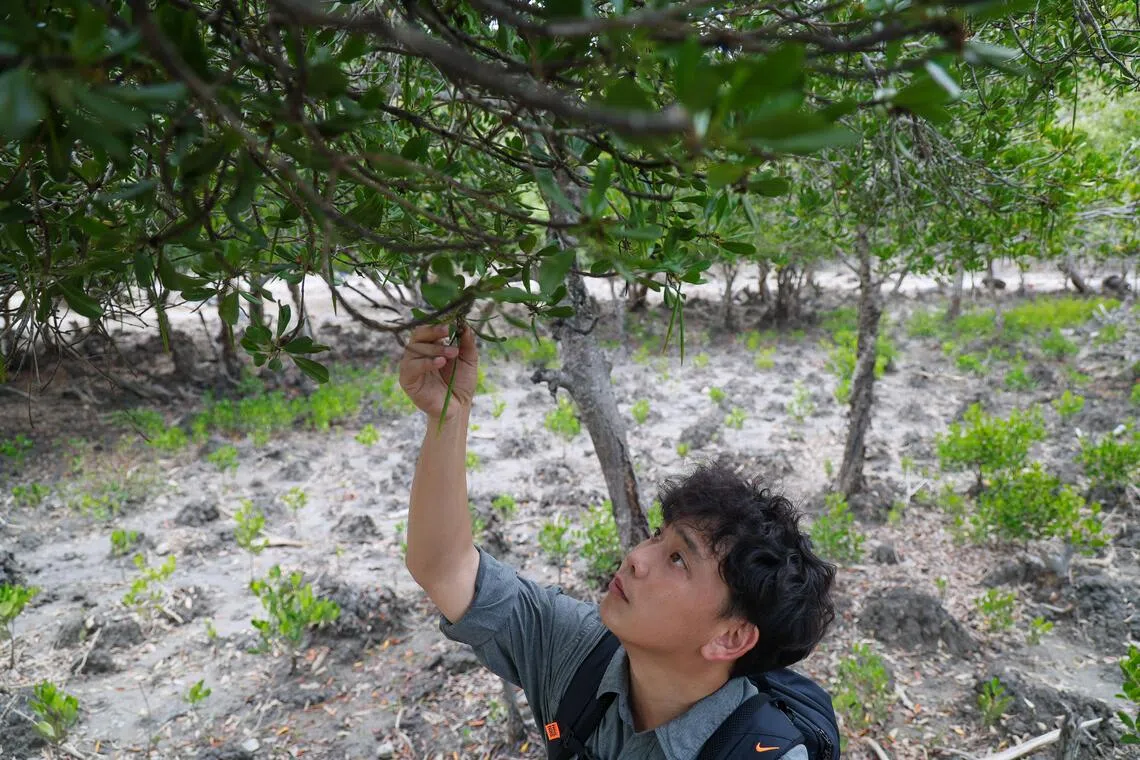 滨海湾花园花园营运副处长赖梁发在东帝汶海拉红树林研究中心，收集澳洲角果木的红树芽。（张俊杰摄）