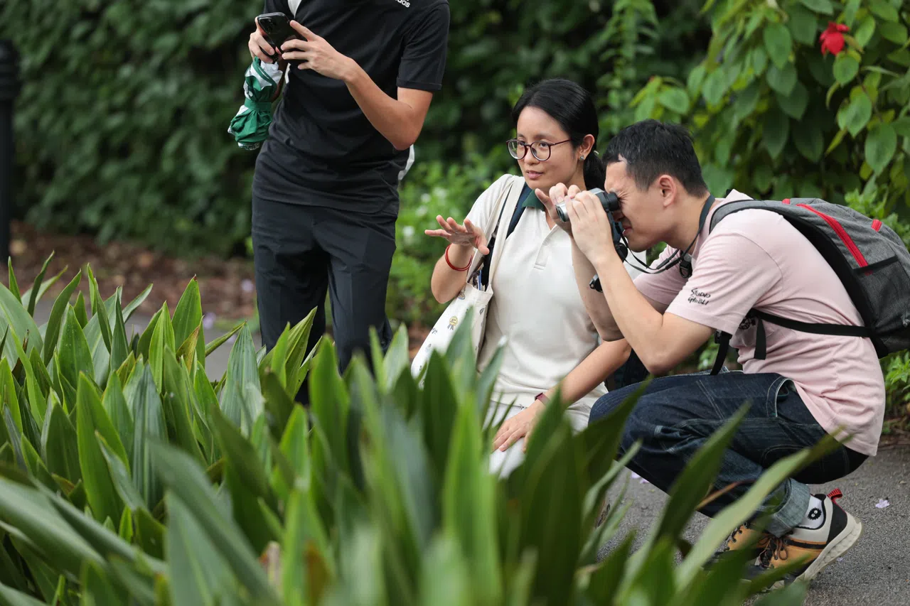 吴佩璇（中）带记者认识本地蜻蜓与豆娘。在新加坡植物园短短一小时，我们就观察到大约10种蜻蜓与豆娘。（李冠卫摄）
