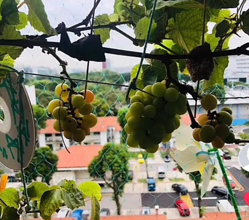 彭国明成功在住家走廊种出葡萄。（受访者提供）