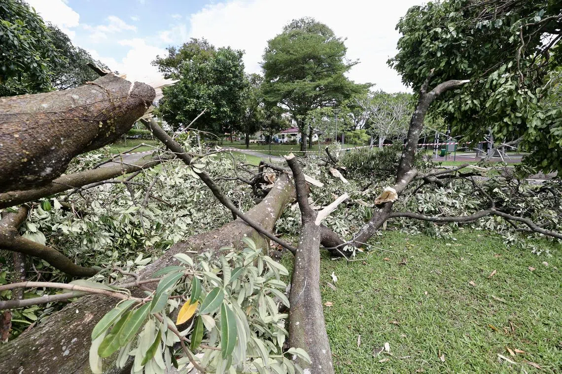 国家公园局星期三指出，这300多棵受狂风暴雨影响的树木，大多是折断树枝。当局未透露有多少棵树被吹倒。（陈斌勤摄）