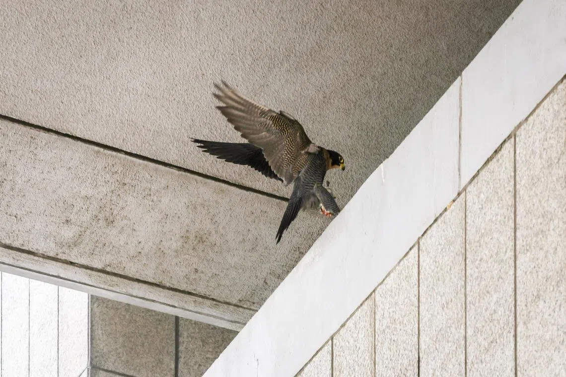 3月5日，游隼到外捕食猎物后，回巢喂食雏隼。（叶振忠摄）