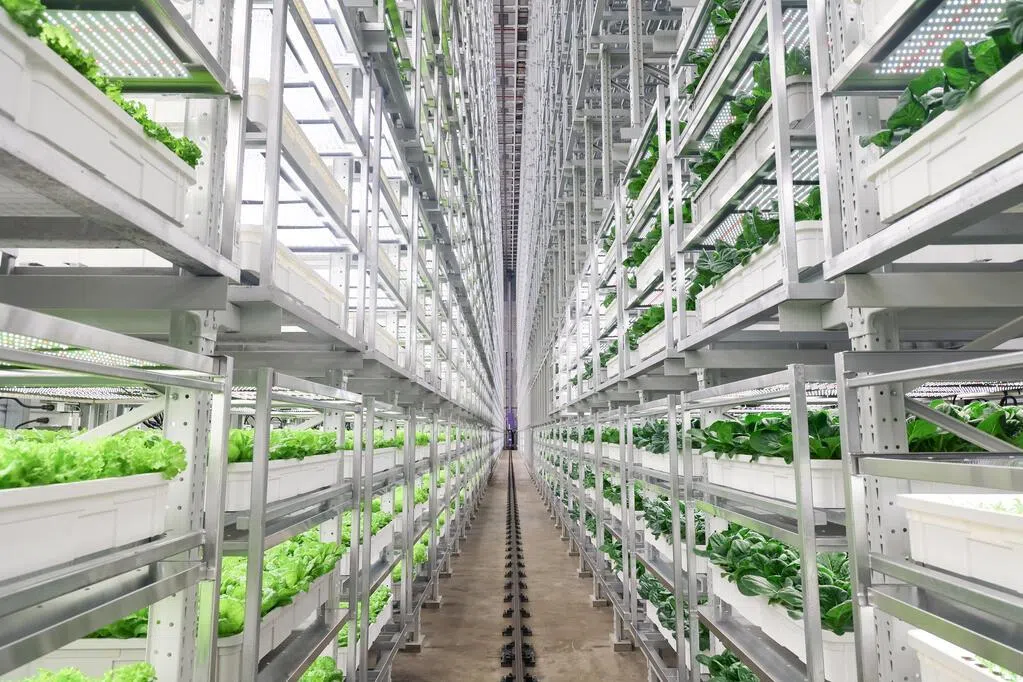 我国设全球最高室内垂直农场 可年产2000公吨蔬菜