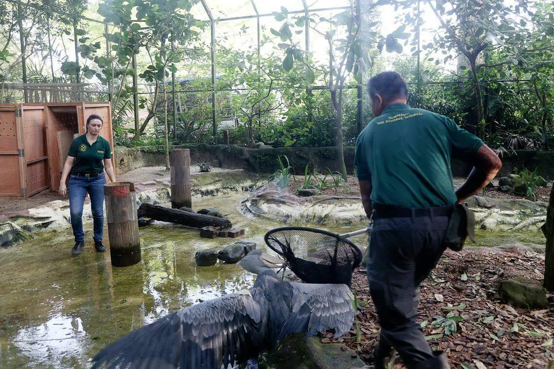 一些体型大的飞禽如鲸头鹳（Shoebill），力道也大。为避免飞禽或饲养员受伤，饲养员会快速地用网套住大禽鸟，包上毛巾，最后再抱到特制的箱子中。（白艳琳摄）