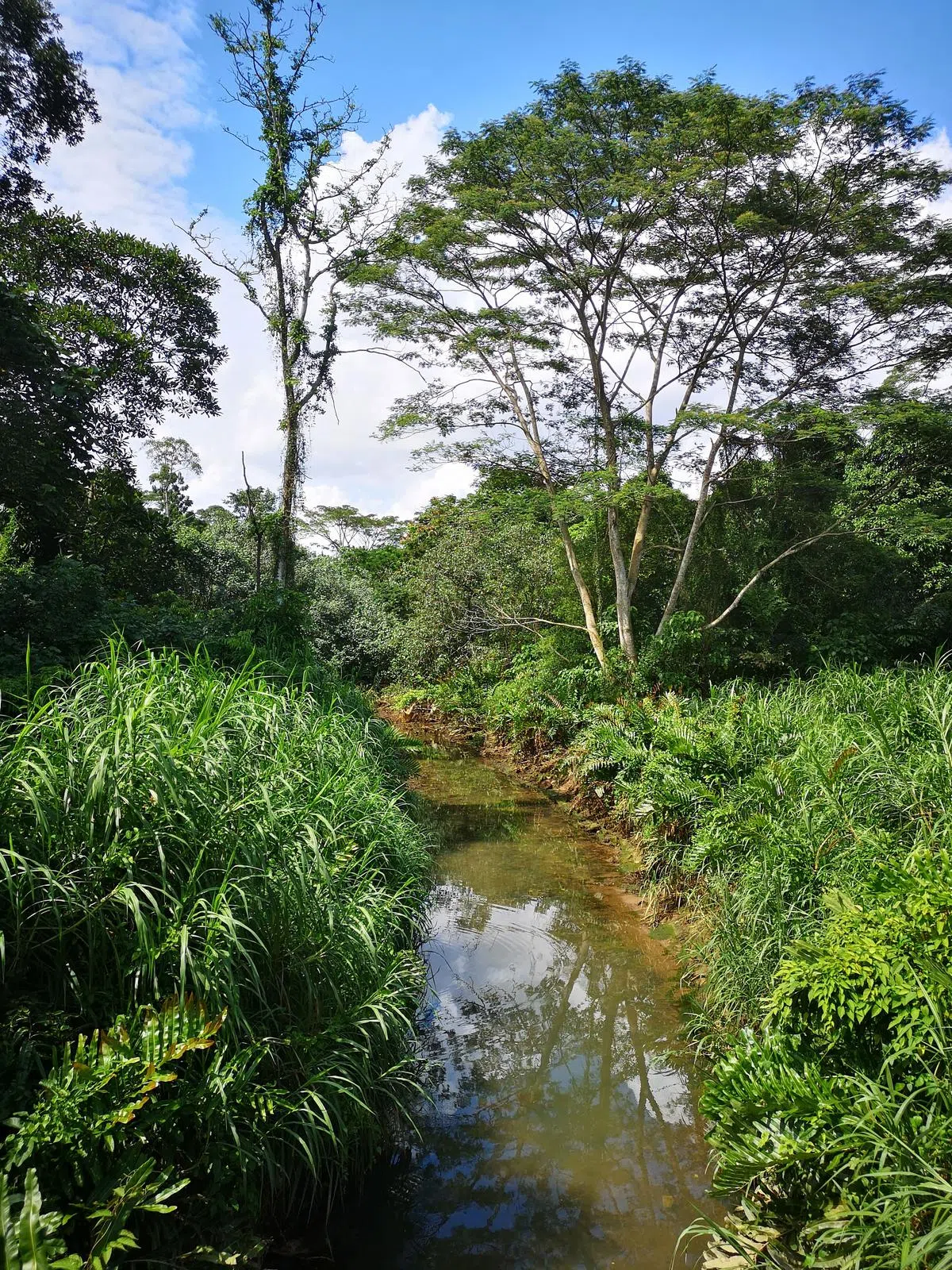 海军部公园里河流周边一派自然面貌。