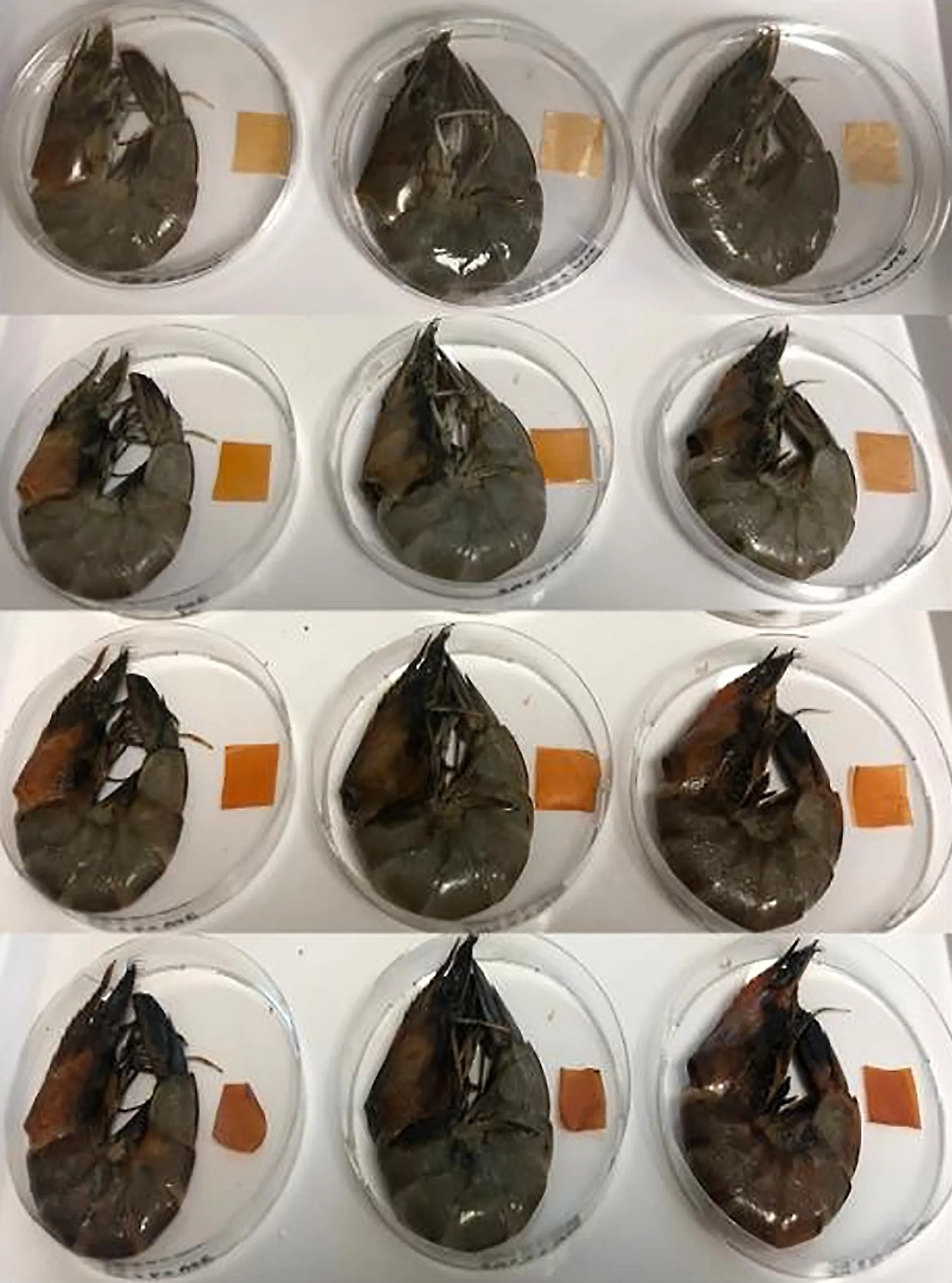 研究组用新式保鲜膜包裹鲜虾做实验，发现保鲜膜的颜色会随着虾肉释出的氮量越来越多而逐渐变深。第一排为最初的情况，第二排为第二天，第三排为第四天，第四排为第六天。（受访者提供）