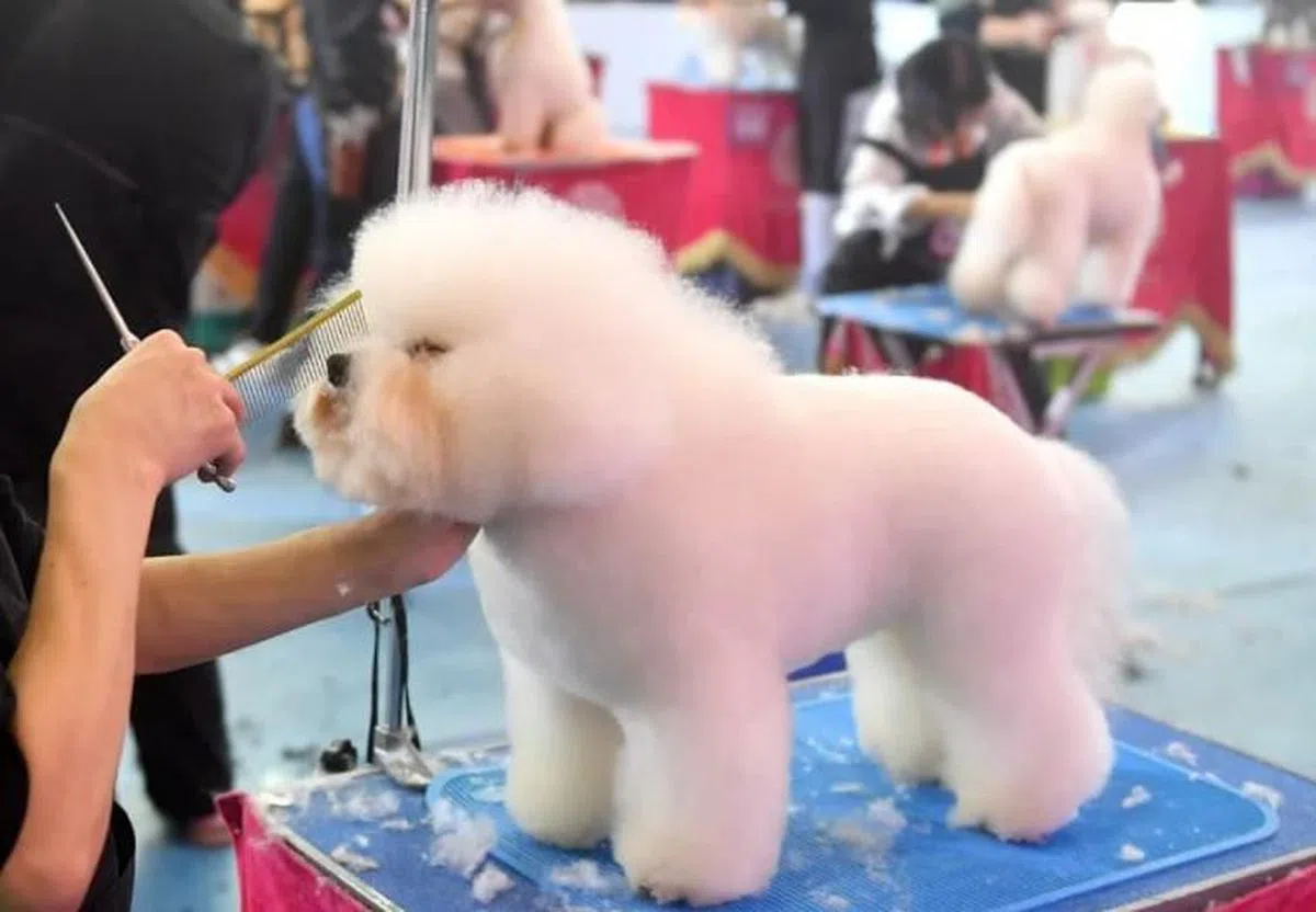 宠物经济近年来在中国火速发展。图为福州市一场宠物美容师资格认证考试，应考者在现场为宠物狗做美容。（中新社）