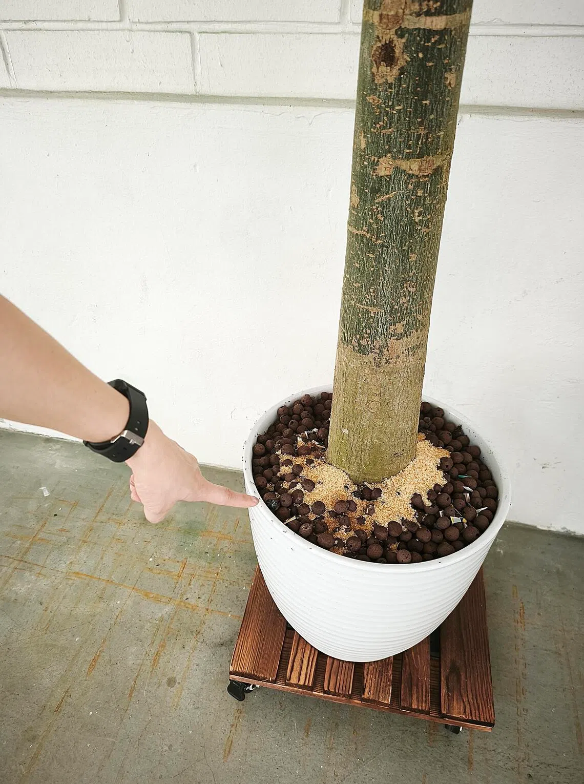 姜女士指有人将整包红糖倒入花盆。（曾薪机摄）