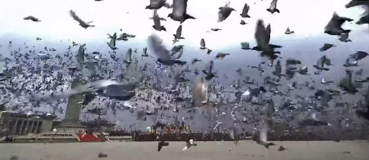 主办方放飞和平鸽。（央视Youtube视频截图） 